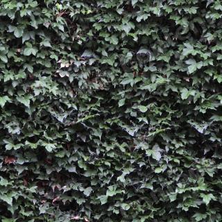 High Resolution Seamless Ivy Texture 0001